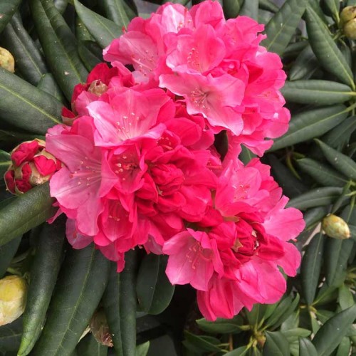 Rhododendron Kalinka evergreen yakushimanum | ScotPlants Direct